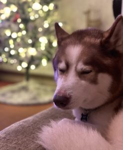 Sleepy Christmas dog #husky 🎄