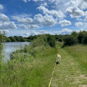 Mooch along the Tees with the ginger fluff ball 🐕☀️