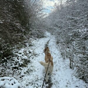 No rugby today so snow walk with doggo 🐕❄️