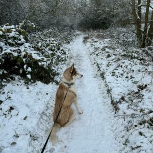 No rugby today so snow walk with doggo 🐕❄️